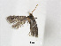 ( - RMNH.INS.24567)  @13 [ ] CreativeCommons - Attribution Non-Commercial Share-Alike (2015) Unspecified Naturalis Biodiversity Centre