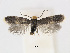  ( - RMNH.INS.24717)  @14 [ ] CreativeCommons - Attribution Non-Commercial Share-Alike (2015) Unspecified Naturalis Biodiversity Centre