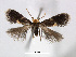  ( - RMNH.INS.24724)  @14 [ ] CreativeCommons - Attribution Non-Commercial Share-Alike (2015) Unspecified Naturalis Biodiversity Centre