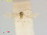  ( - ZMUC.00400366)  @11 [ ] CreativeCommons  Attribution (by) (2023) Erik J. van Nieukerken-Naturalis Naturalis Biodiversity Center