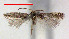  ( - RMNH.INS.24000)  @12 [ ] CreativeCommons - Attribution Non-Commercial Share-Alike  Erik J. van Nieukerken-Nauturalis Unspecified