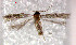 ( - RMNH.INS.24012)  @12 [ ] CreativeCommons - Attribution Non-Commercial Share-Alike  Erik J. van Nieukerken-Nauturalis Unspecified