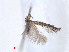  ( - RMNH.INS.24321)  @12 [ ] CreativeCommons - Attribution Non-Commercial Share-Alike (2013) Erik J. van Nieukerken Naturalis, Biodiversity Center