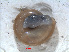  (Glyphyalus - RMNH.5004018)  @11 [ ] CreativeCommons - Attribution Non-Commercial Share-Alike (2015) Unspecified Naturalis Biodiversity Centre