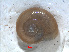  ( - RMNH.5004018)  @11 [ ] CreativeCommons - Attribution Non-Commercial Share-Alike (2015) Unspecified Naturalis Biodiversity Centre