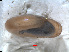  ( - RMNH.5004018)  @11 [ ] CreativeCommons - Attribution Non-Commercial Share-Alike (2015) Unspecified Naturalis Biodiversity Centre