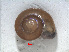  ( - RMNH.5004017)  @11 [ ] CreativeCommons - Attribution Non-Commercial Share-Alike (2015) Unspecified Naturalis Biodiversity Centre