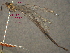  ( - 10-SKNBC-283)  @11 [ ] CreativeCommons - Attribution Non-Commercial Share-Alike (2012) Beaty Biodiversity Centre Beaty Biodiversity Centre
