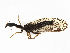  ( - ALetardi137)  @11 [ ] CreativeCommons - Attribution Share - Alike (2024) CBG Photography Group Centre for Biodiversity Genomics