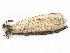  ( - ALetardi168)  @11 [ ] CreativeCommons - Attribution Share - Alike (2024) CBG Photography Group Centre for Biodiversity Genomics