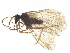  (Aleuropteryx juniperi - ALetardi174)  @11 [ ] CreativeCommons - Attribution Share - Alike (2024) CBG Photography Group Centre for Biodiversity Genomics