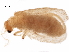  ( - ALetardi022)  @11 [ ] CreativeCommons - Attribution (2017) CBG Photography Group Centre for Biodiversity Genomics