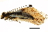  ( - ALetardi045)  @11 [ ] CreativeCommons - Attribution (2017) CBG Photography Group Centre for Biodiversity Genomics
