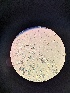  (Halosphaeria - M24MAR0017D1_FB108)  @11 [ ] by-sa (2025) Norwegian marine fungi Institute of marine research