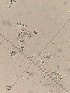  (Sphaerulina amicta - M24MAR0012D8_FB118)  @11 [ ] by-sa (2025) Norwegian marine fungi Institute of marine research
