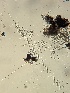 (Ceriosporopsis - M24GOS2577D4_FB121)  @11 [ ] by-sa (2025) Norwegian marine fungi Institute of marine research