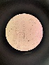  ( - M24MAR0029A1.1_FB122)  @11 [ ] by-sa (2025) Norwegian marine fungi Institute of marine research