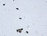  ( - TRa2023-34)  @11 [ ] by-sa (2023) Norwegian marine fungi UiT The Arctic University of Norway