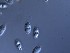  (Ceriosporopsis halima - M24NMF0002D2_NMF148_Culture)  @11 [ ] by-sa (2025) Norwegian marine fungi UiT The Arctic University of Norway