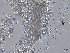  ( - M24NMF0020b_NMF216_Culture)  @11 [ ] by-sa (2025) Norwegian marine fungi UiT The Arctic University of Norway