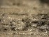  ( - TRa2022-51A.cult)  @11 [ ] by-sa (2023) Norwegian marine fungi UiT The Arctic University of Norway
