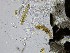  (Stemphylium - TRa2023-151b_NMF136_Culture)  @11 [ ] by-sa (2025) Norwegian marine fungi UiT The Arctic University of Norway