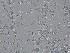  (Neocamarosporiaceae - TRa2023-152a_NMF133_Culture)  @11 [ ] by-sa (2025) Norwegian marine fungi UiT The Arctic University of Norway