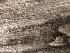  (Leptosphaeria - TRa2023-58A)  @11 [ ] by-sa (2023) Norwegian marine fungi UiT The Arctic University of Norway