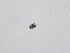  ( - TRa2023-124b_NMF120_Culture)  @11 [ ] by-sa (2025) Norwegian marine fungi UiT The Arctic University of Norway