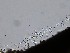  (Nigrogranaceae - M24NMF0019c_NMF215_Culture)  @11 [ ] by-sa (2025) Norwegian marine fungi UiT The Arctic University of Norway
