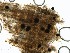  (Eutypa sparsa - M23NMF0052D1a_NMF150_Culture)  @11 [ ] by-sa (2025) Norwegian marine fungi UiT The Arctic University of Norway