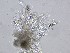  (Morosphaeriaceae - IRe2023-01_NMF224_Culture)  @11 [ ] by-sa (2025) Norwegian marine fungi UiT The Arctic University of Norway