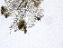  (Scedosporium - M24NMF0019a_NMF220_Culture)  @11 [ ] by-sa (2025) Norwegian marine fungi UiT The Arctic University of Norway