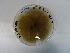  (Didymella - TRa2022-85A.cultD2MAA)  @11 [ ] by-sa (2023) Norwegian marine fungi UiT The Arctic University of Norway