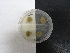  ( - TRa2022-44.cultNMF24)  @11 [ ] by-sa (2023) Norwegian marine fungi UiT The Arctic University of Norway