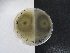  ( - TRa2022-51A.cultD2MAA)  @11 [ ] by-sa (2023) Norwegian marine fungi UiT The Arctic University of Norway
