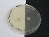  (Asteromyces - TRa2022-96c.cult)  @11 [ ] by-sa (2023) Norwegian marine fungi UiT The Arctic University of Norway
