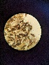  ( - OHa2023-08.07D_NMF96_Culture)  @11 [ ] by-sa (2025) Norwegian marine fungi Institute of marine research