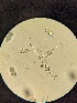  ( - M23KRI55217D1.1)  @11 [ ] by-sa (2025) Norwegian marine fungi Institute of marine research