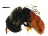  ( - BIOUG12442-E05)  @11 [ ] CreativeCommons - Attribution (2016) CBG Photography Group Centre for Biodiversity Genomics