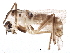  ( - BIOUG12504-C11)  @13 [ ] CreativeCommons - Attribution (2015) CBG Photography Group Centre for Biodiversity Genomics
