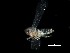  (Hebata abbreviata - BIOUG12705-H02)  @11 [ ] CreativeCommons - Attribution (2017) CBG Photography Group Centre for Biodiversity Genomics
