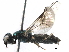  (Sargus cuprarius - BIOUG12731-F06)  @14 [ ] CreativeCommons - Attribution (2015) CBG Photography Group Centre for Biodiversity Genomics