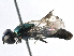  ( - BIOUG12731-F07)  @13 [ ] CreativeCommons - Attribution (2015) CBG Photography Group Centre for Biodiversity Genomics