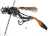  (Ammophila cleopatra - BIOUG12824-D03)  @15 [ ] CreativeCommons - Attribution (2014) CBG Photography Group Centre for Biodiversity Genomics