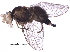  ( - BIOUG12851-H05)  @13 [ ] CreativeCommons - Attribution (2015) CBG Photography Group Centre for Biodiversity Genomics