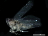  (Hebata neaspersa - BIOUG12855-G07)  @11 [ ] CreativeCommons - Attribution (2017) CBG Photography Group Centre for Biodiversity Genomics
