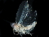  ( - BIOUG12855-G11)  @11 [ ] CreativeCommons - Attribution (2017) CBG Photography Group Centre for Biodiversity Genomics