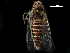  ( - BIOUG13346-B04)  @11 [ ] CreativeCommons - Attribution (2017) CBG Photography Group Centre for Biodiversity Genomics