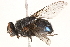  ( - BIOUG13351-A01)  @13 [ ] CreativeCommons - Attribution (2015) CBG Photography Group Centre for Biodiversity Genomics